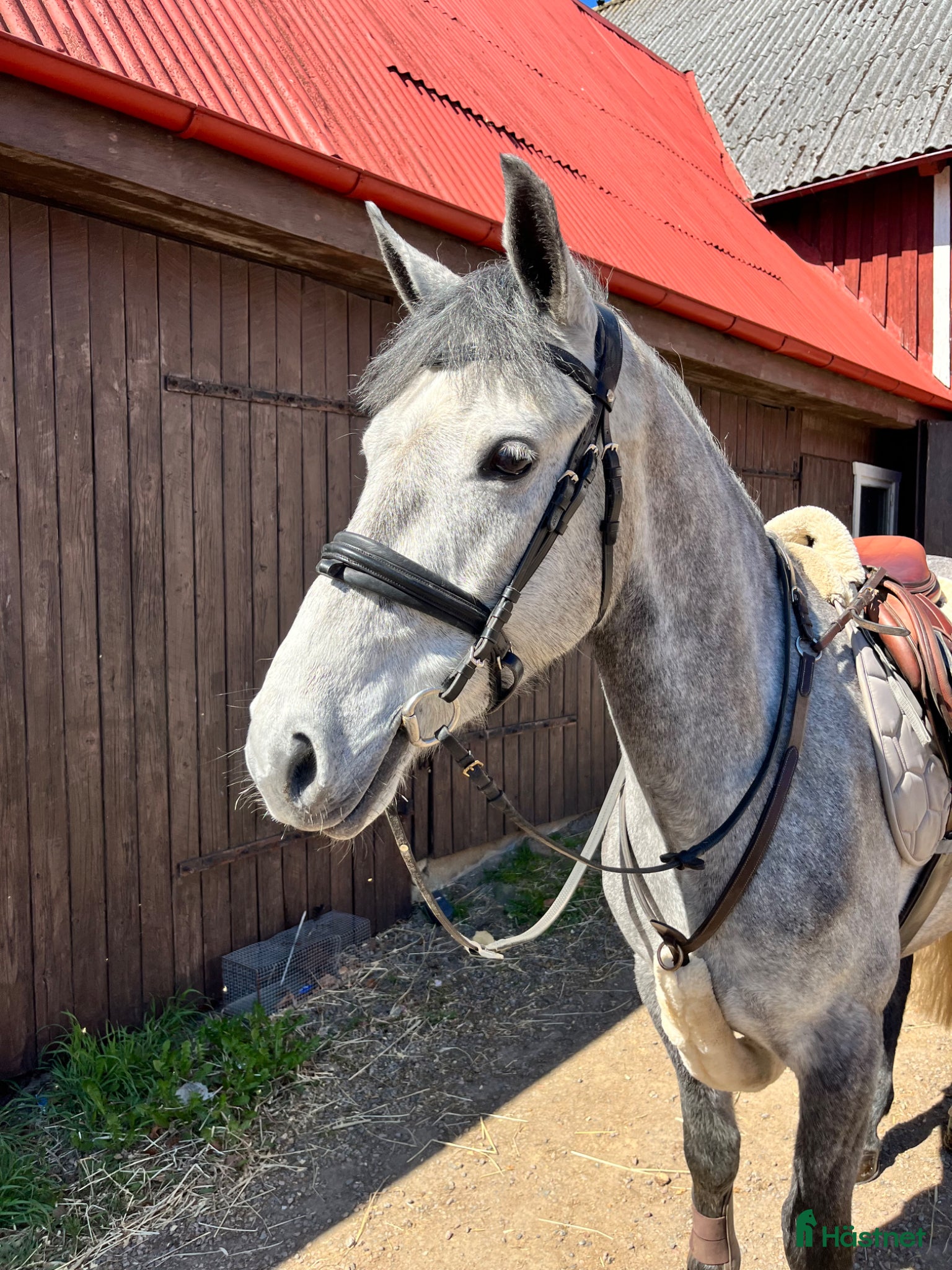  hästar D-PONNY PERFEKT SOM FÖRSTA PONNY/ VERKSAMHET - Annons 5