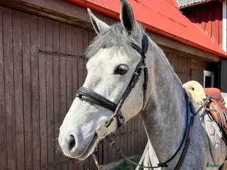hästar D-PONNY PERFEKT SOM FÖRSTA PONNY/ VERKSAMHET - Annons 5