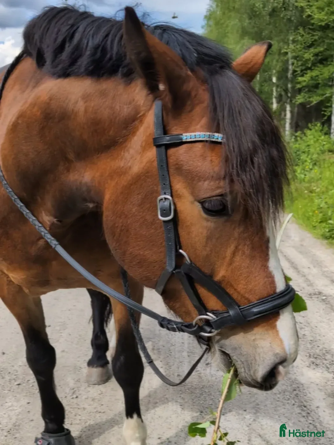  hästar Superfin kallblodstravare till hobbyridning - Annons 2