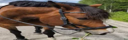 Allround hästar till salu: Superfin kallblodstravare till hobbyridning - Annons 2
