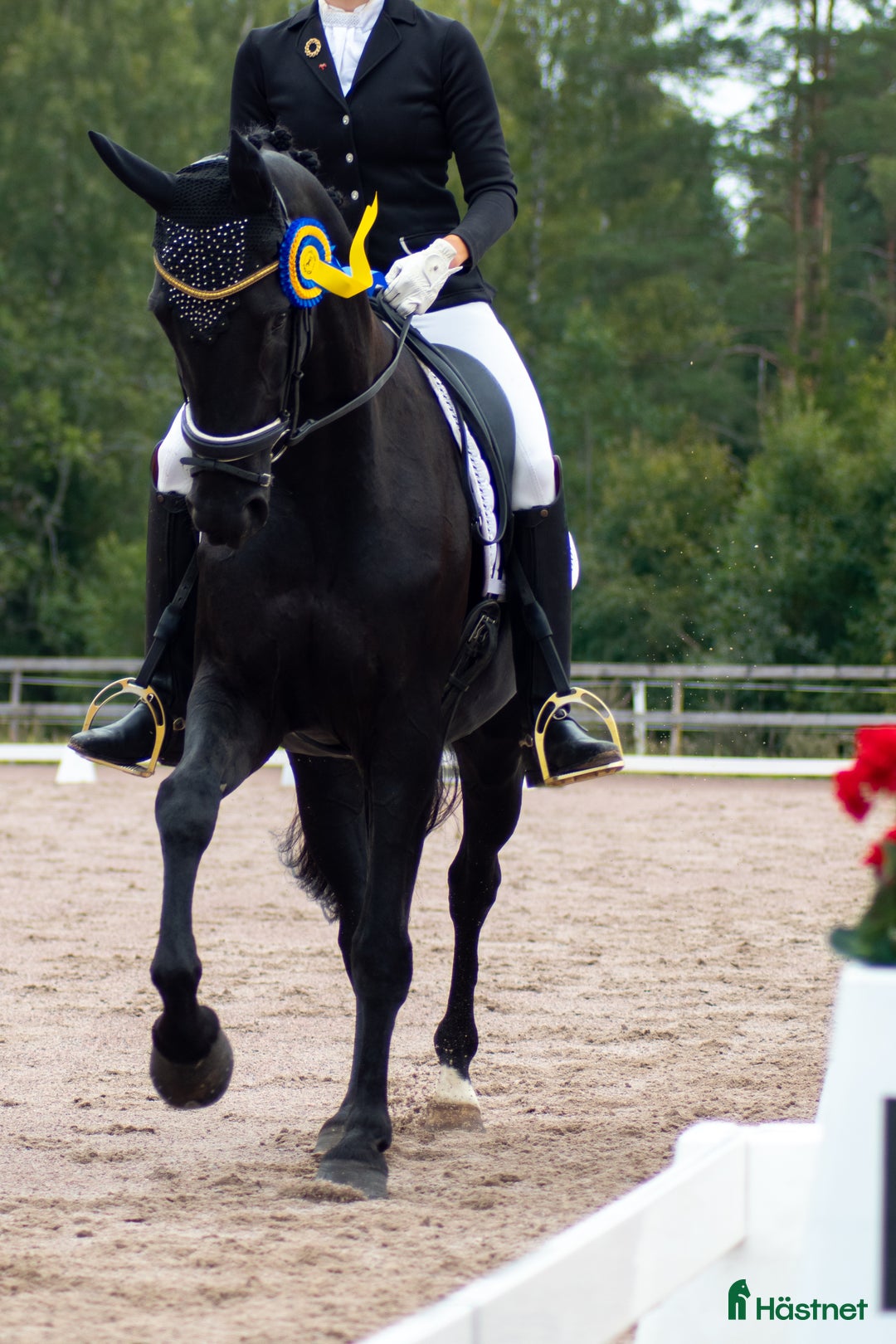 Dressyr hästar till salu: Sto med utstrålning - intressekoll i Storvik - Annons 3