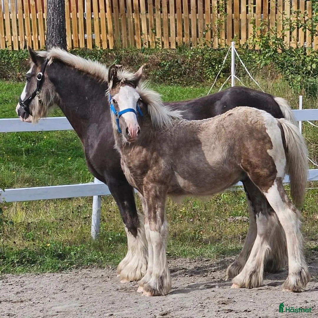 Övrigt hästar till salu: Avels hingst i Fliseryd - Annons 2