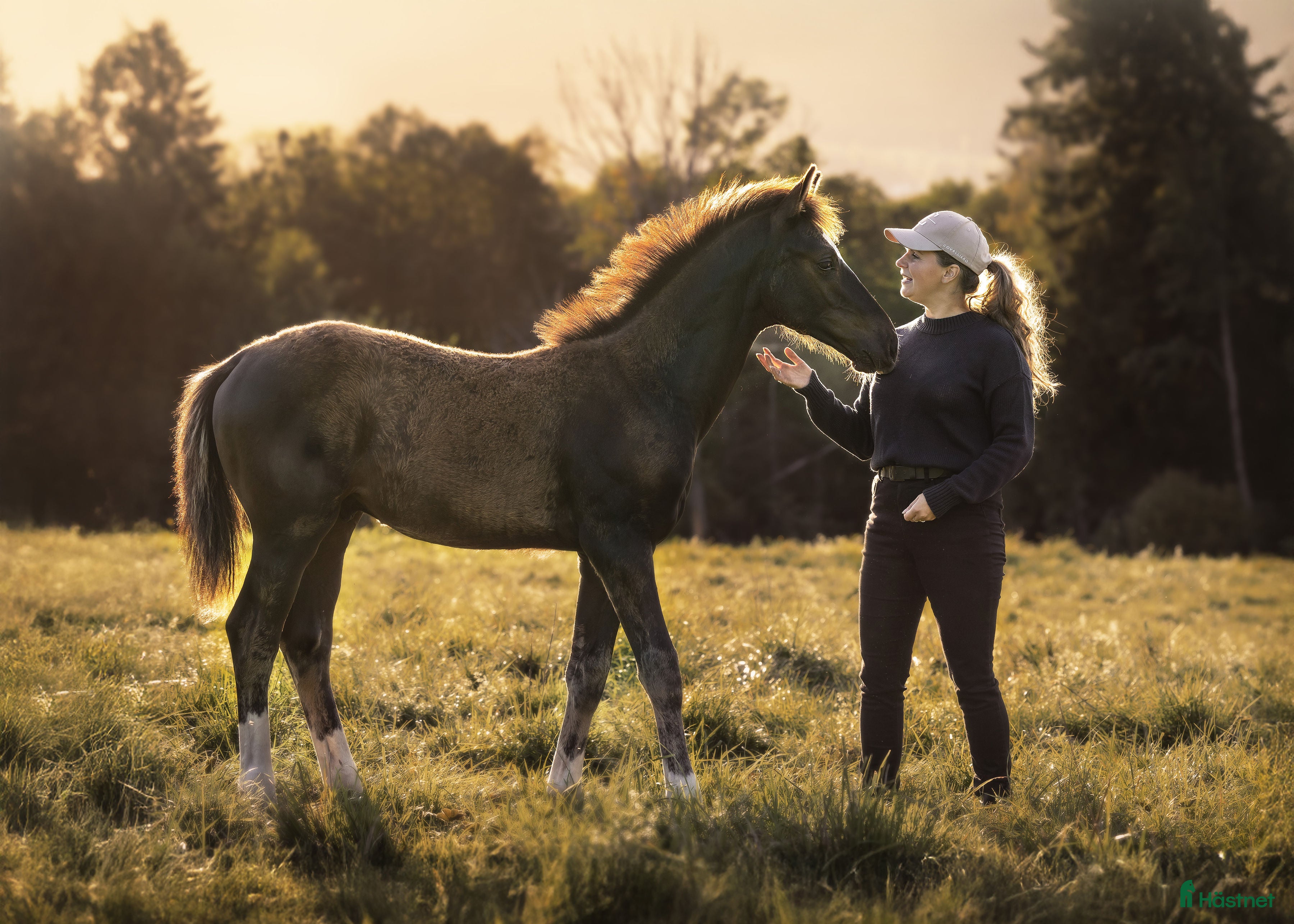  hästar Premieföl - Högst bedömt i Sverige 2025 i Borås - Annons 18