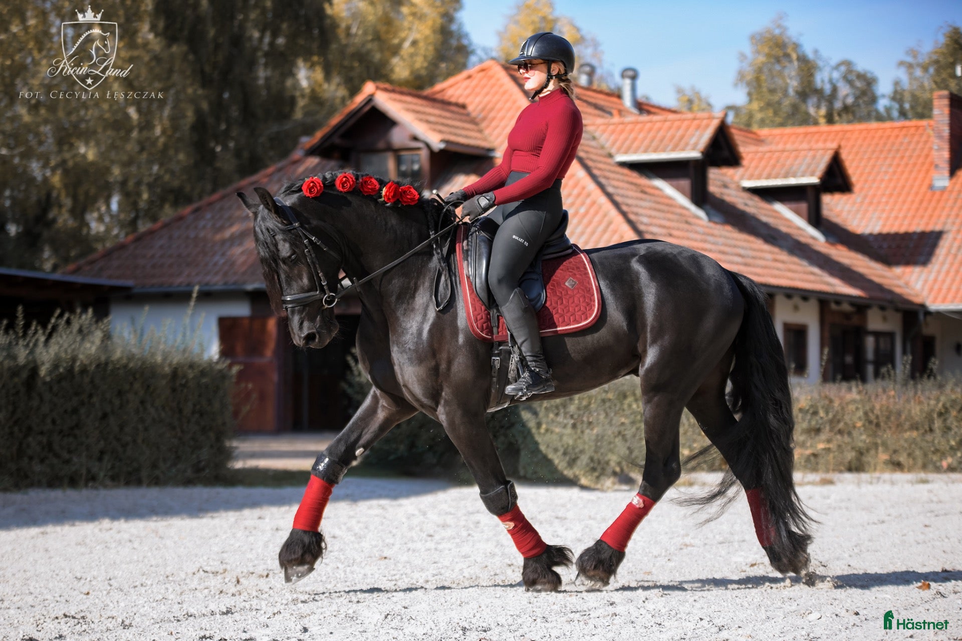  hästar till salu: Amazing fresian! Perfect familly horse or sport - Annons 7