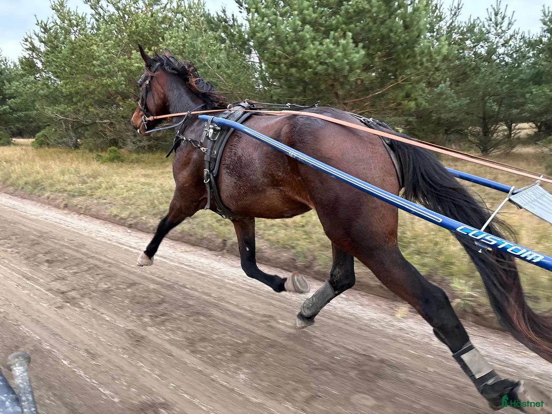 Trav hästar till salu: Blivande Stjärna till salu - Annons 2