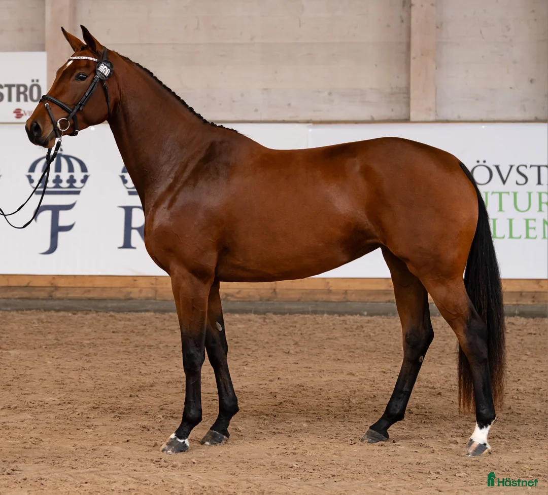 Hoppning hästar till salu: Vinnaren av rikssto 2025, e Emerald - Annons 3
