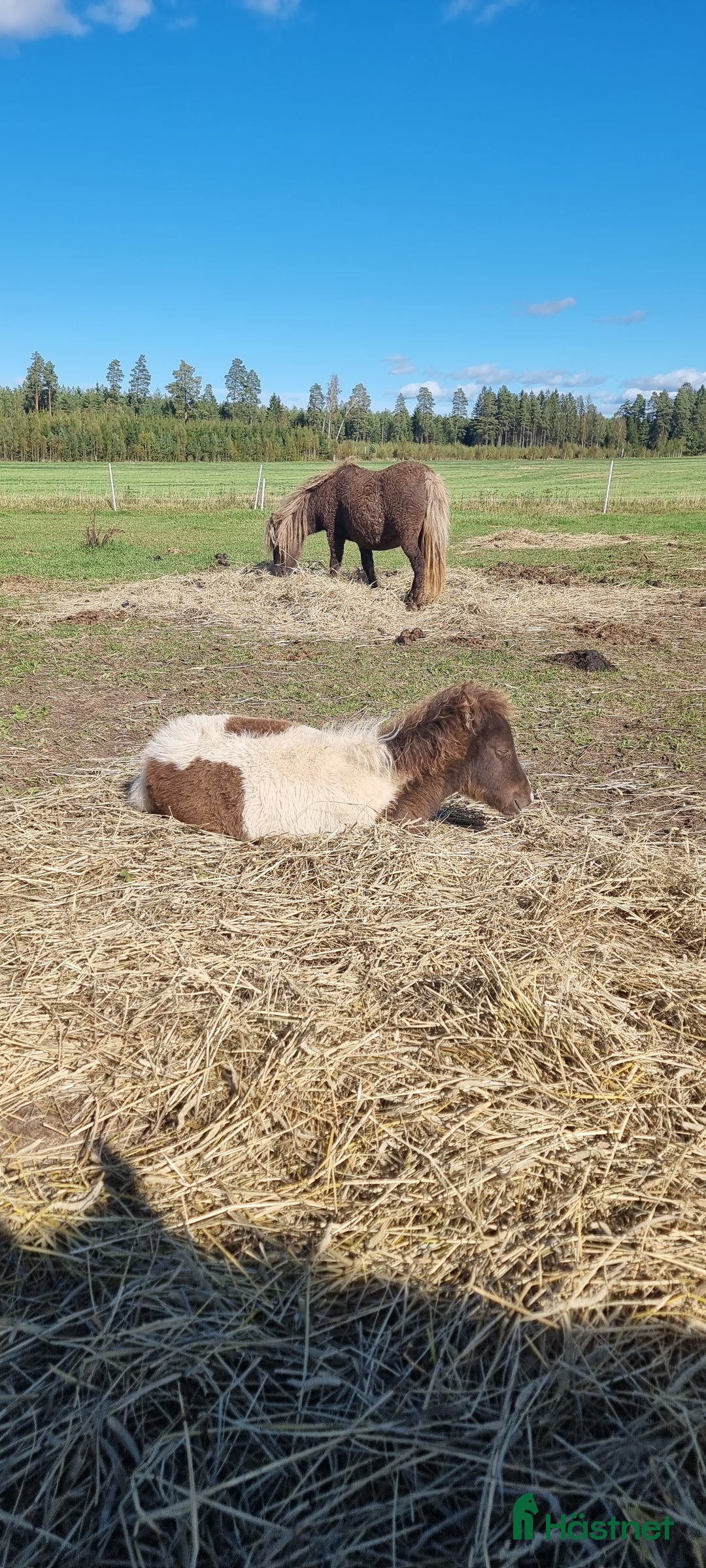 Allround hästar till salu: Underbar mini american föl. i Skara - Annons 4