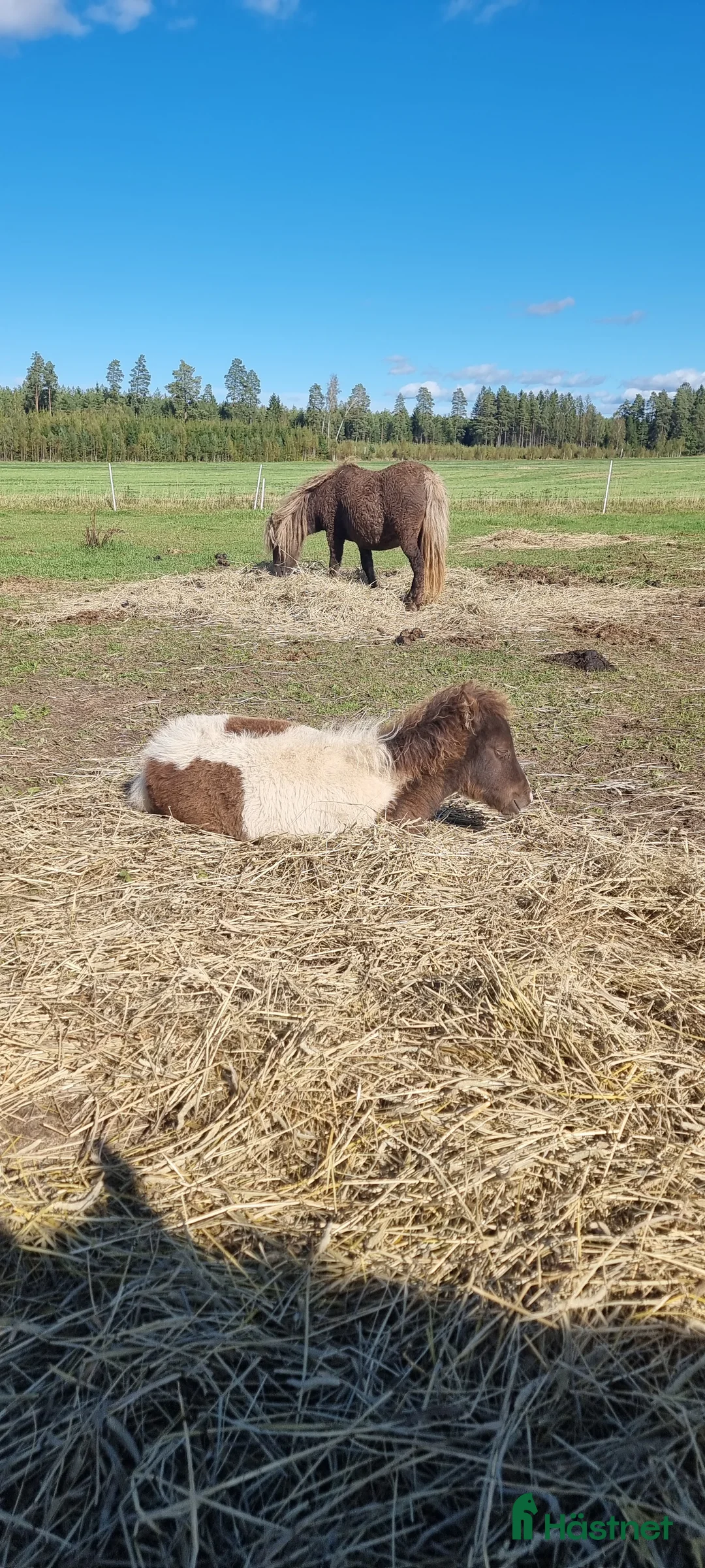 Allround hästar till salu: Underbar mini american föl. i Skara - Annons 4