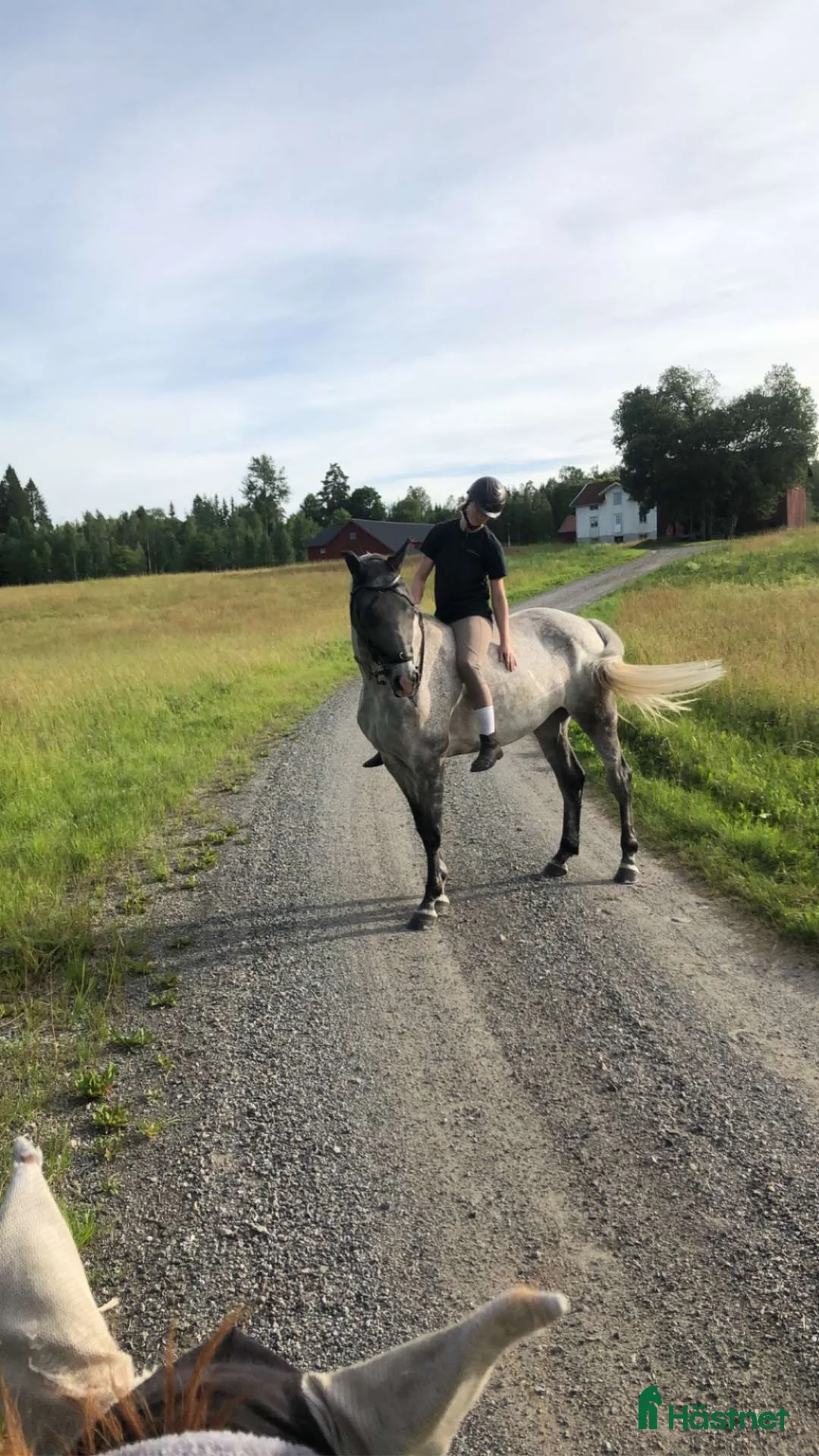 Allround hästar till salu: Once in a lifetime sto, hem viktigare än pris - Annons 4