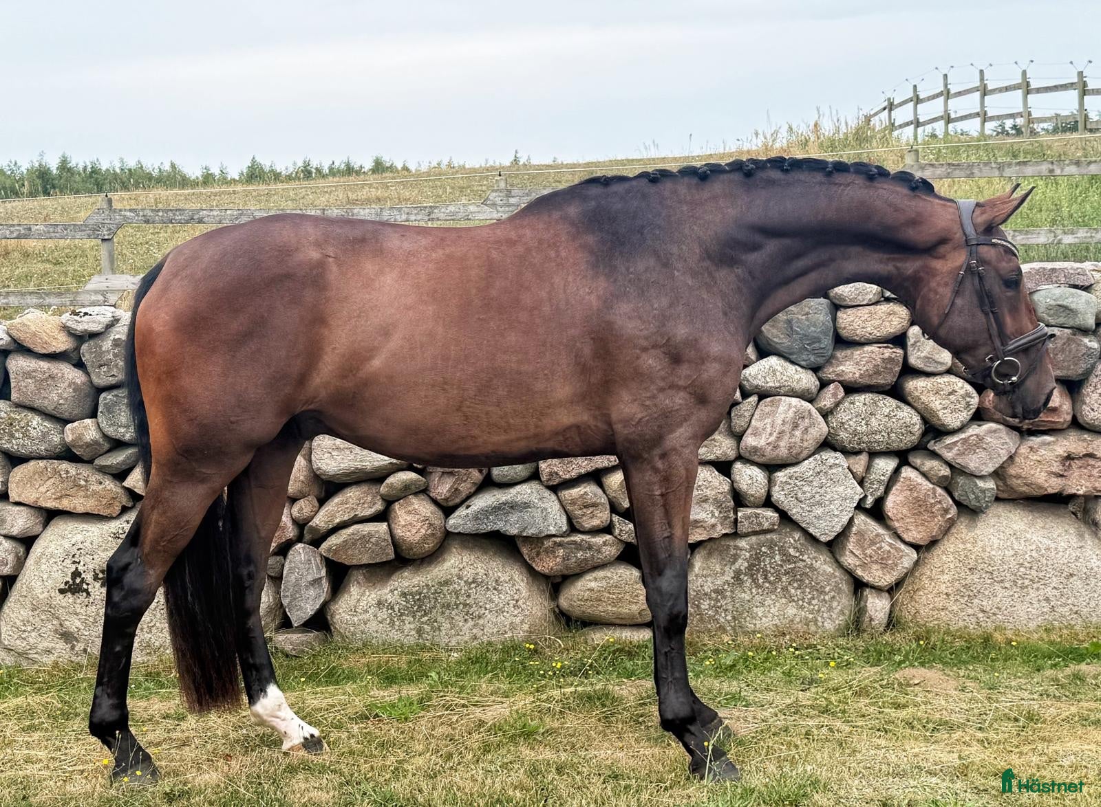  hästar Tillfälle! Dressyrvalack e. Kane - Annons 9