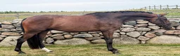 Dressyr hästar till salu: Tillfälle! Dressyrvalack e. Kane - Annons 1