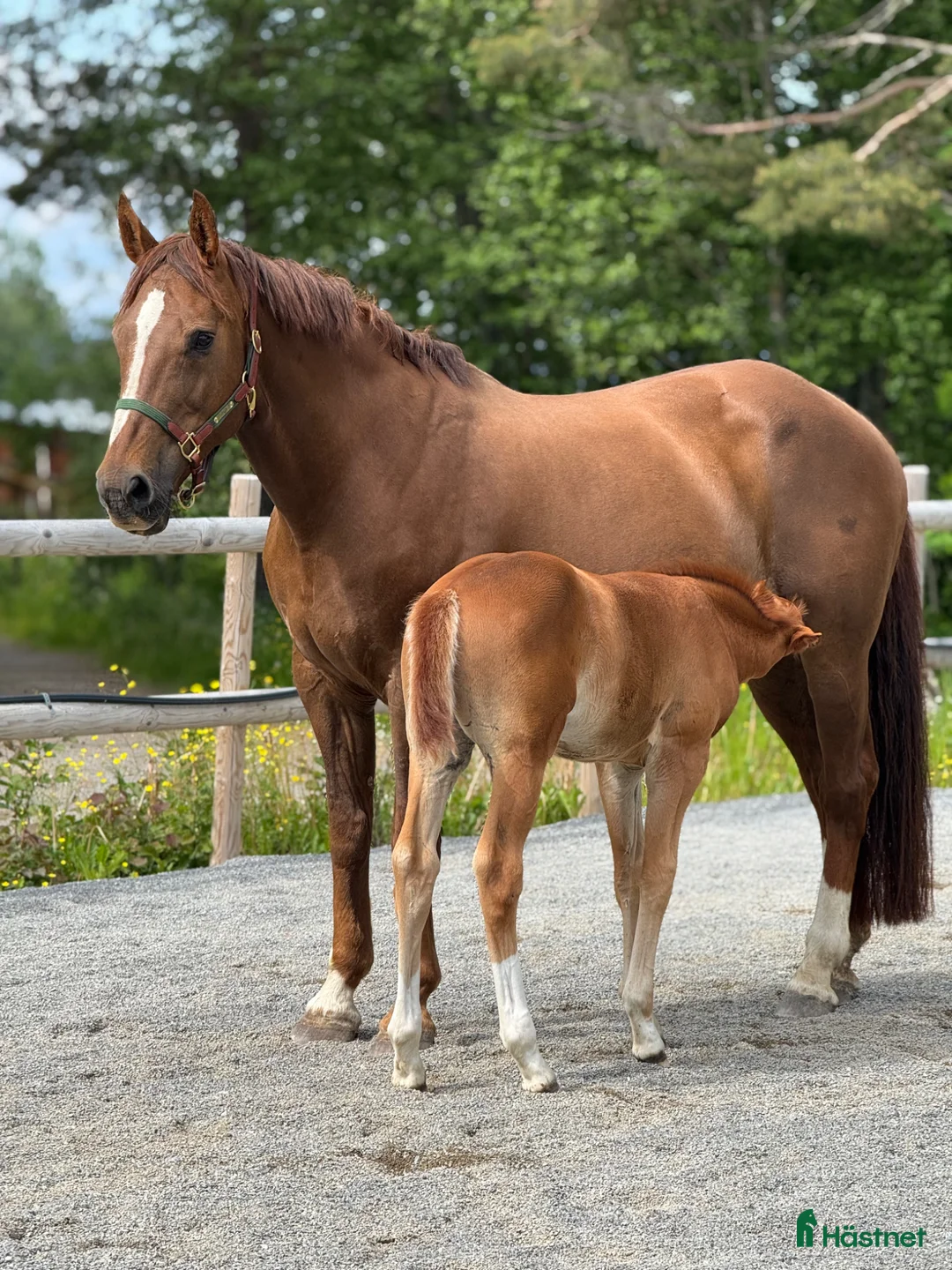 Avelshästar hästar till salu: ✨ Elitstam + supermamma= svårslagen kombination ✨ - Annons 6