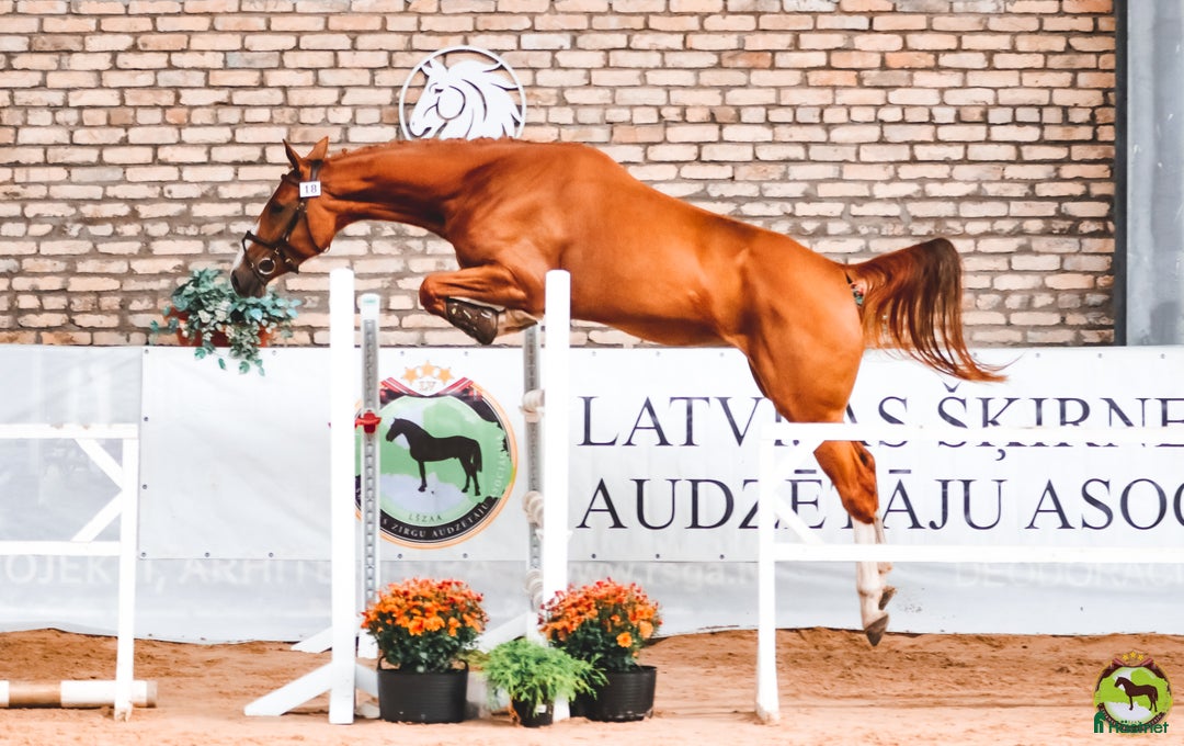 Hoppning hästar till salu: Utan mellanhänder, från en hästuppfödare i Sorunda - Annons 4