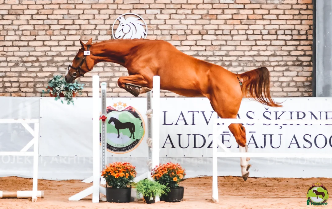 Hoppning hästar till salu: Utan mellanhänder, från en hästuppfödare i Sorunda - Annons 4