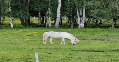  hästar i Alnö - Annons 3