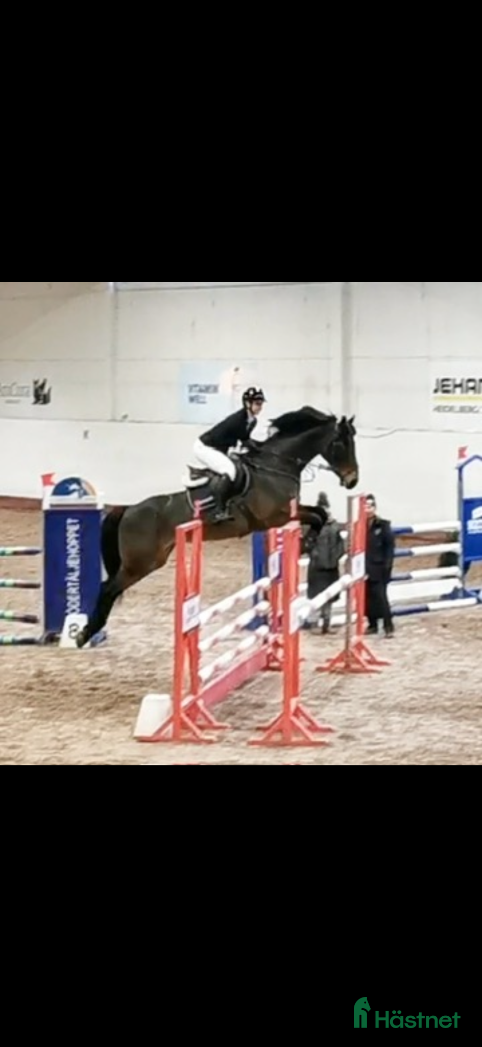  hästar Fantastisk sto till salu - Annons 4