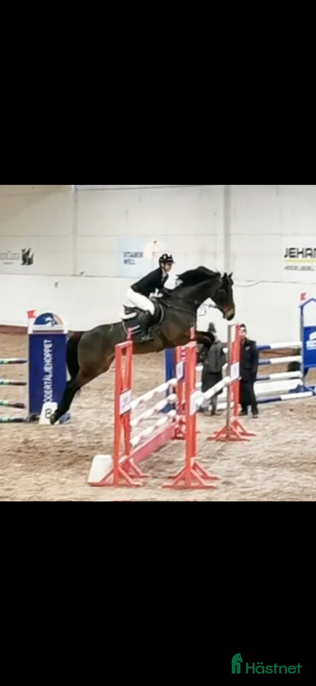 Hoppning hästar till salu: Fantastisk sto till salu i Tungelsta - Annons 1