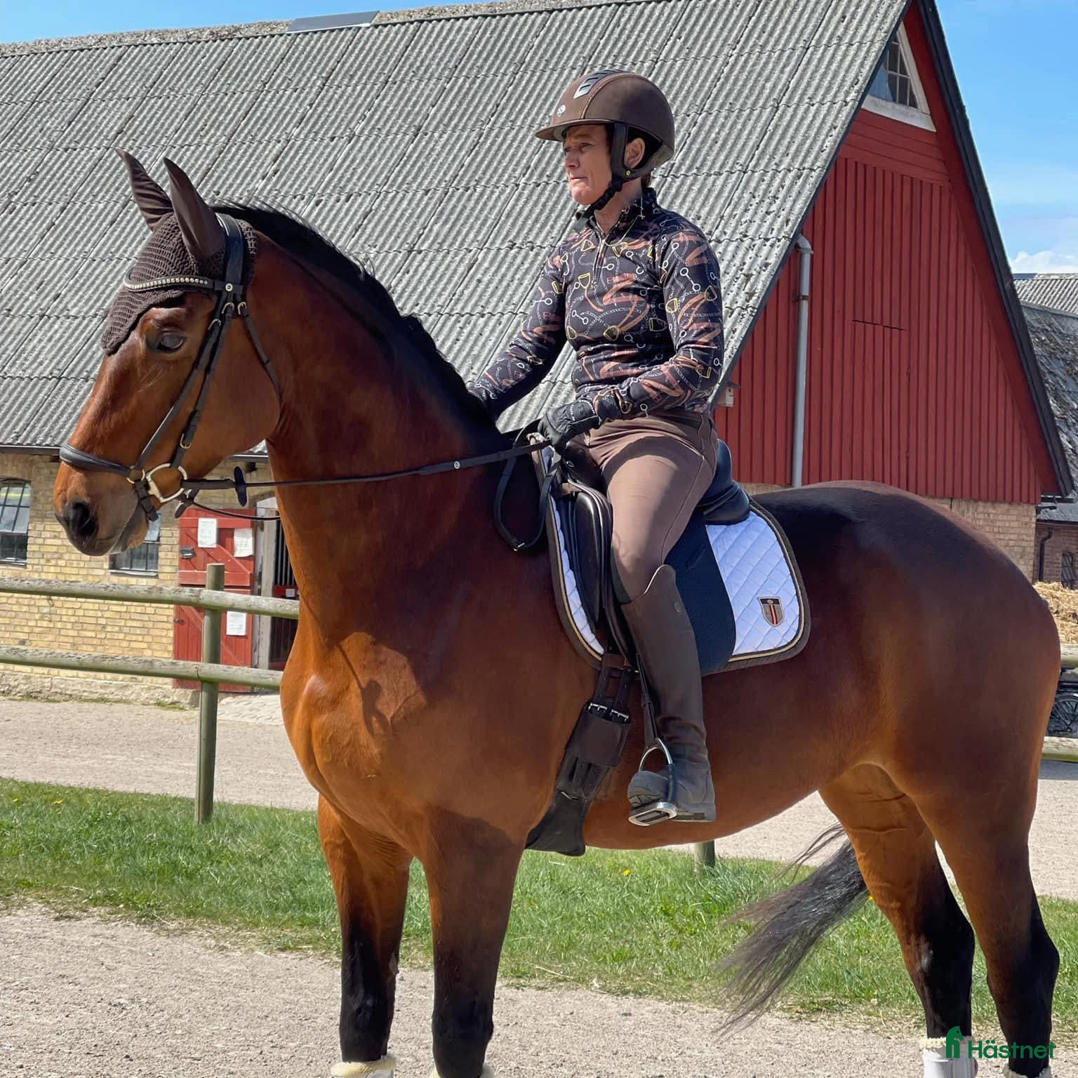  hästar Snyggt dressyrsto - Annons 6