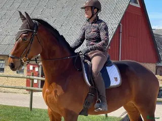 hästar Snyggt dressyrsto - Annons 6