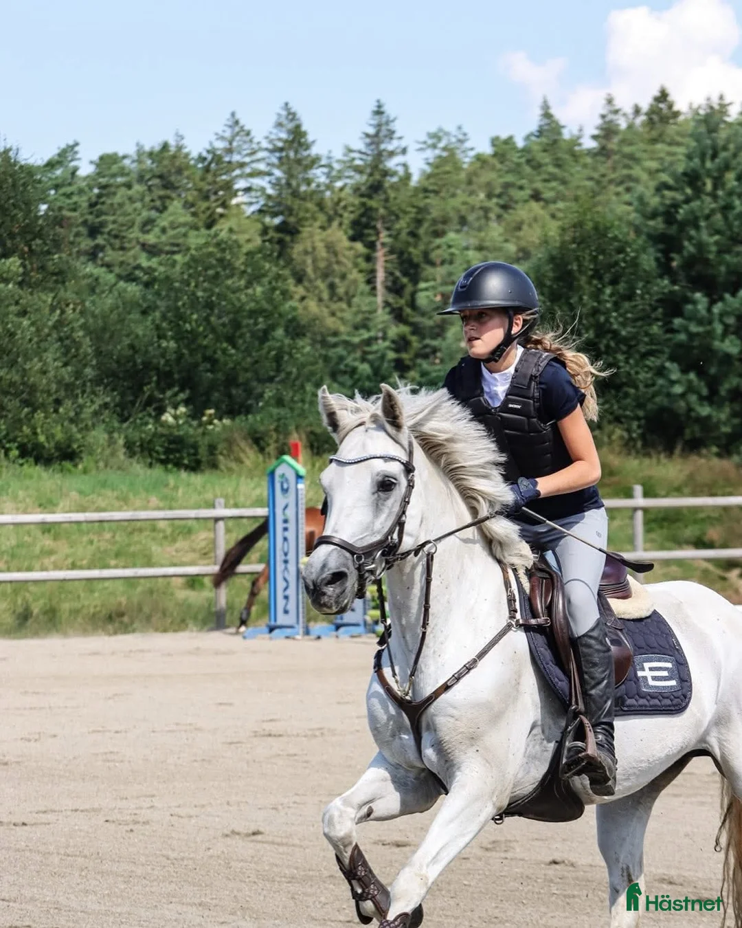 Allround hästar till salu: 💗 Moyvilla Lady - Bildbar kvalitetsponny  - Annons 2