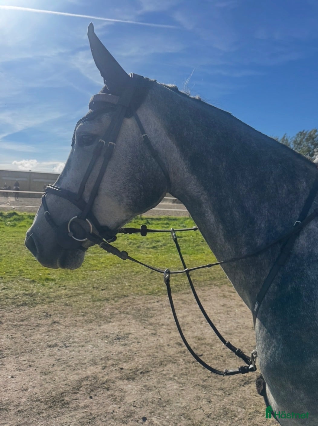  hästar Snäll och trevlig 5-åring.  - Annons 16