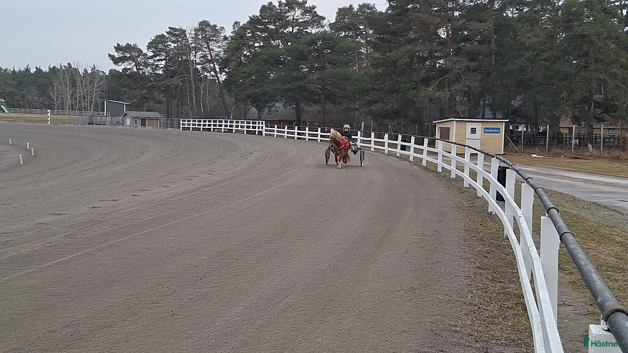 hästar Leasing A-ponny - Annons 3