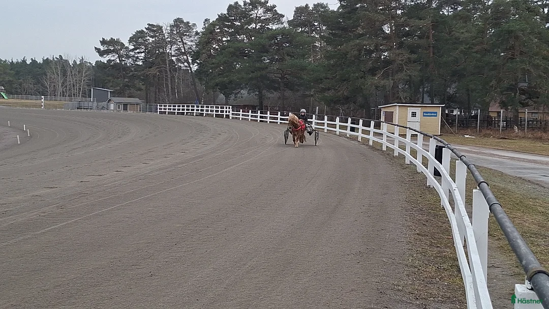Trav hästar sökes: Leasing A-ponny i Visby - Annons 1