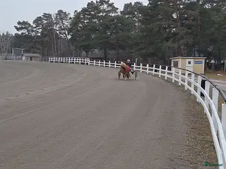 hästar Leasing A-ponny - Annons 3