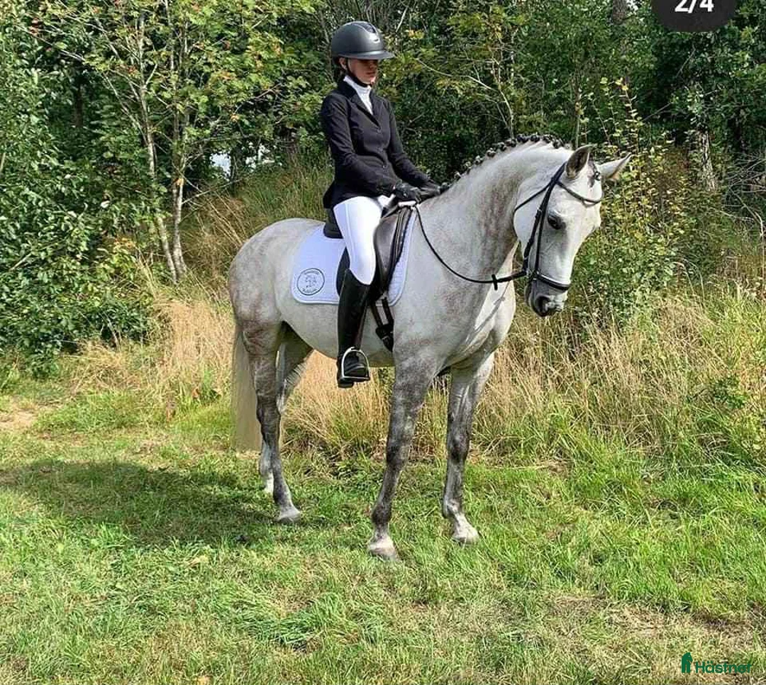 Hoppning hästar till salu: Topponny för högre klasser - Annons 4