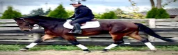 Allround hästar till salu: Hera-6-yo-Silesian Mare |168 cm| Calm&Easy to Ride - Annons 7