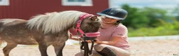 Sällskap hästar till salu: Fantastiskt miniatyrhäst  - Annons 5