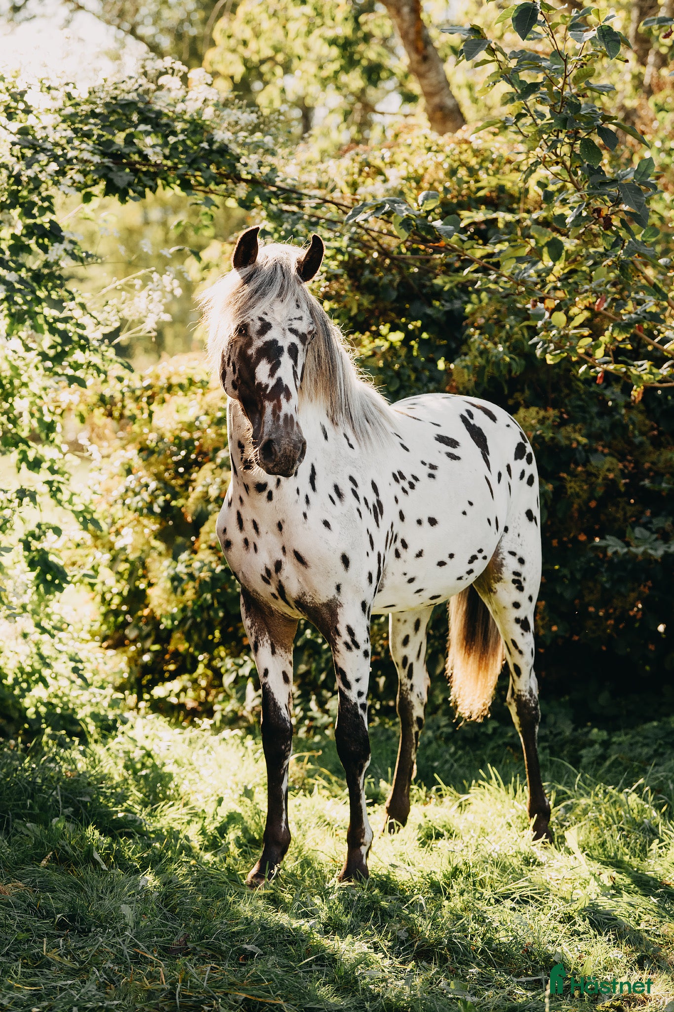  hästar Sagohäst med goda framtidsutsikter - Annons 2