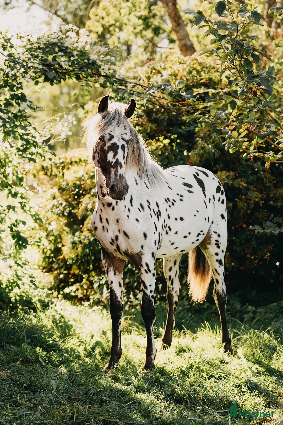 Hoppning hästar till salu: Sagohäst med goda framtidsutsikter - Annons 2