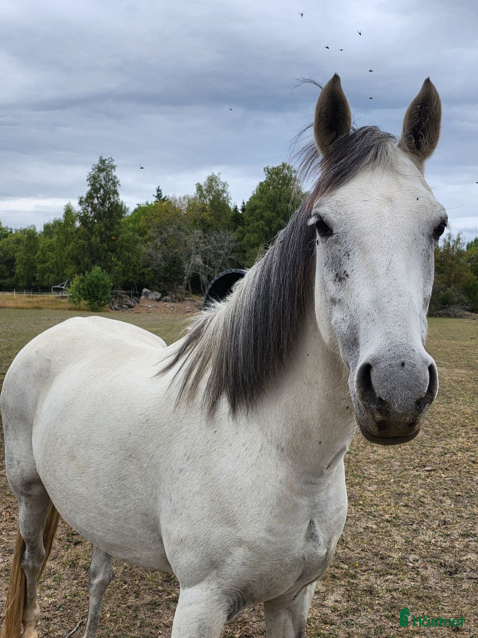  hästar Sällskapsponny söker hem - Annons 1