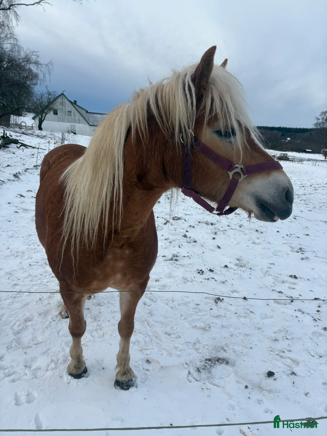 Allround hästar till salu: Sød hoppe man selv kan forme og uddanne  - Annons 1