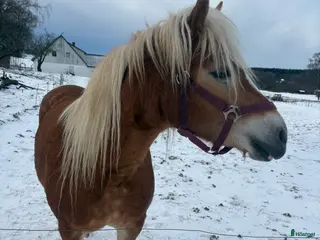 hästar Sød hoppe man selv kan forme og uddanne - Annons 3