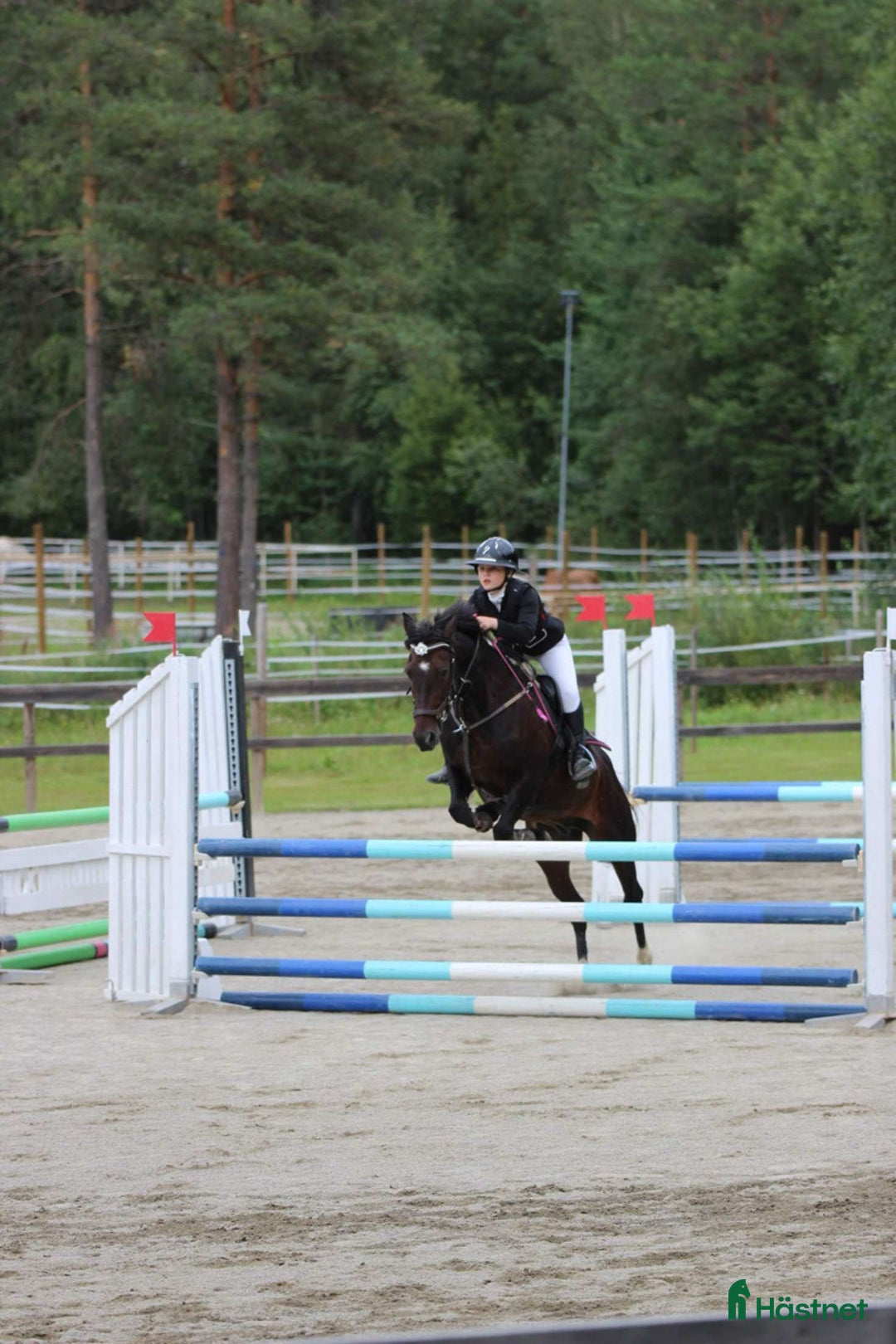 Allround hästar till salu: Maxad c-ponny  i Lycksele - Annons 3