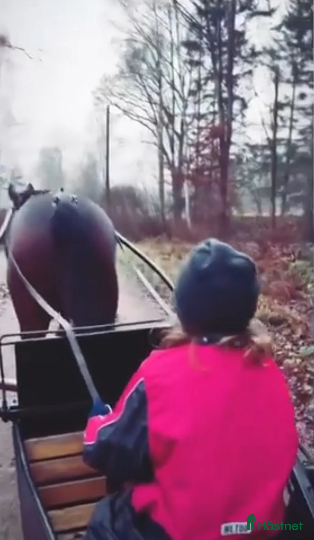 Sällskap hästar till salu: Intressekoll! Leasing/fodervärd - Annons 2