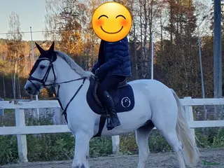 hästar Ponny för framtiden - Annons 5