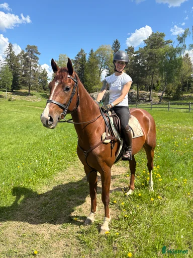 Galleribild {{count}}