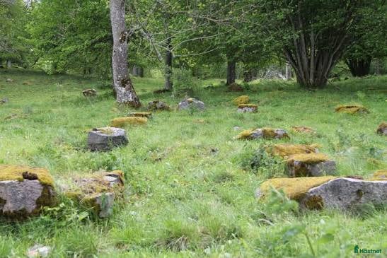  hästar Foderponny sökes  - Annons 1