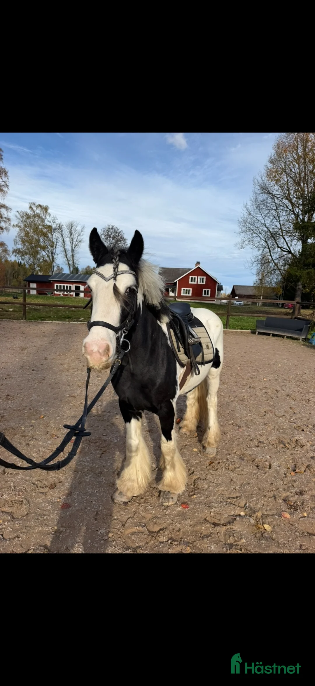 Allround hästar till salu: Trevligt sto säljes🌟 - Annons 1