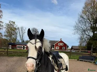 hästar Trevligt sto säljes🌟 - Annons 3