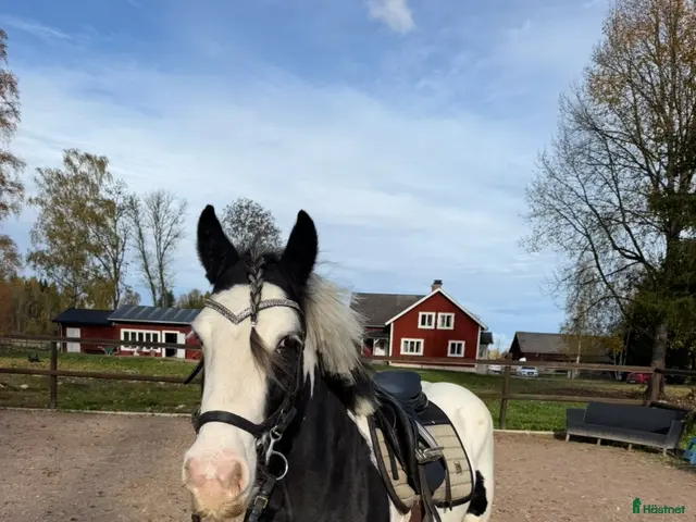 hästar Trevligt sto säljes🌟 - Annons 7
