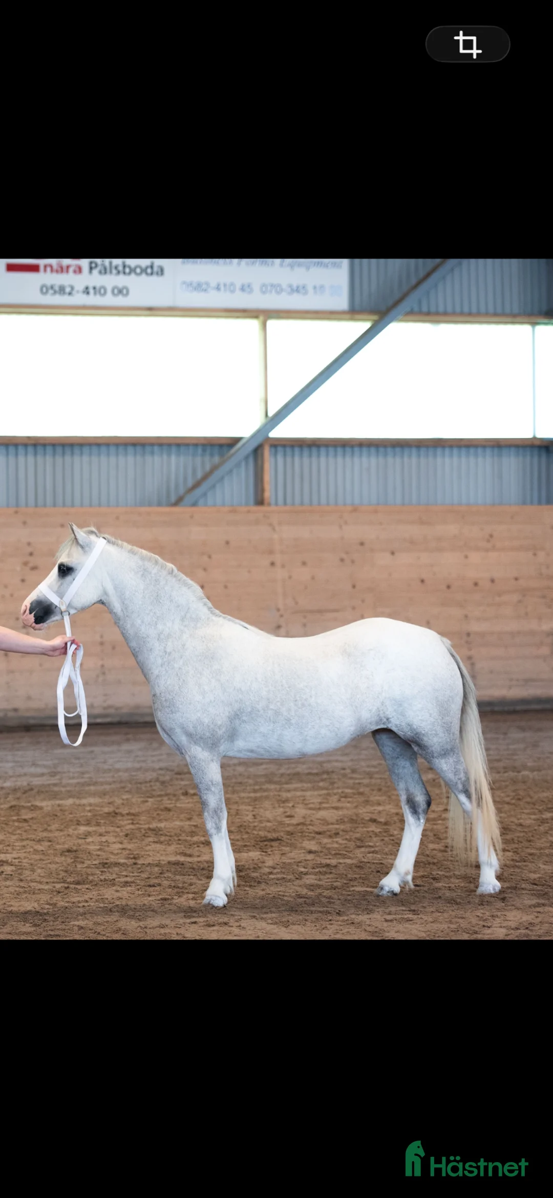 Allround hästar till salu: Sagoponny - Annons 2