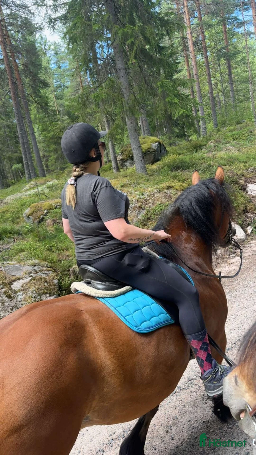  foderhäst finnes: Underbar kille  - Annons 2