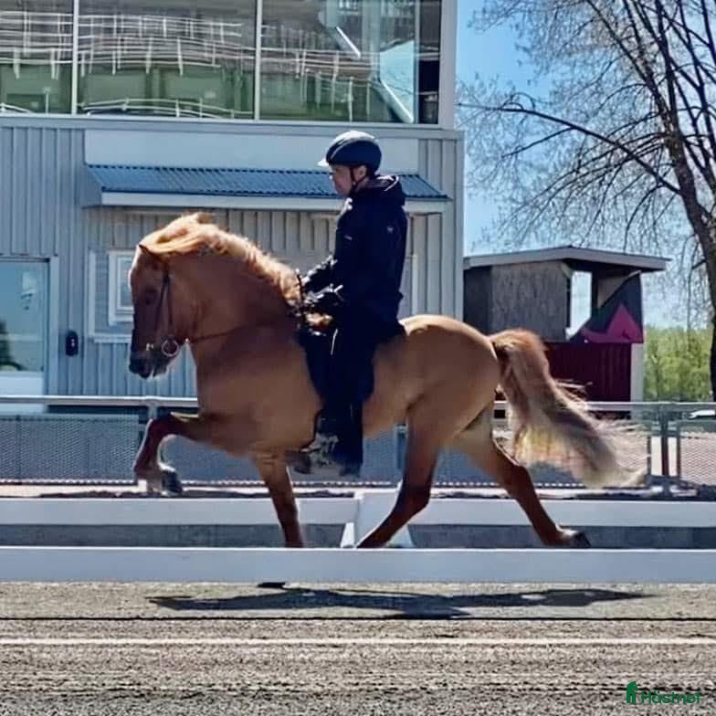  hästar Välstammad vacker unghingst i Rimbo - Annons 23