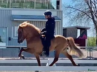 hästar Välstammad vacker unghingst i Rimbo - Annons 21