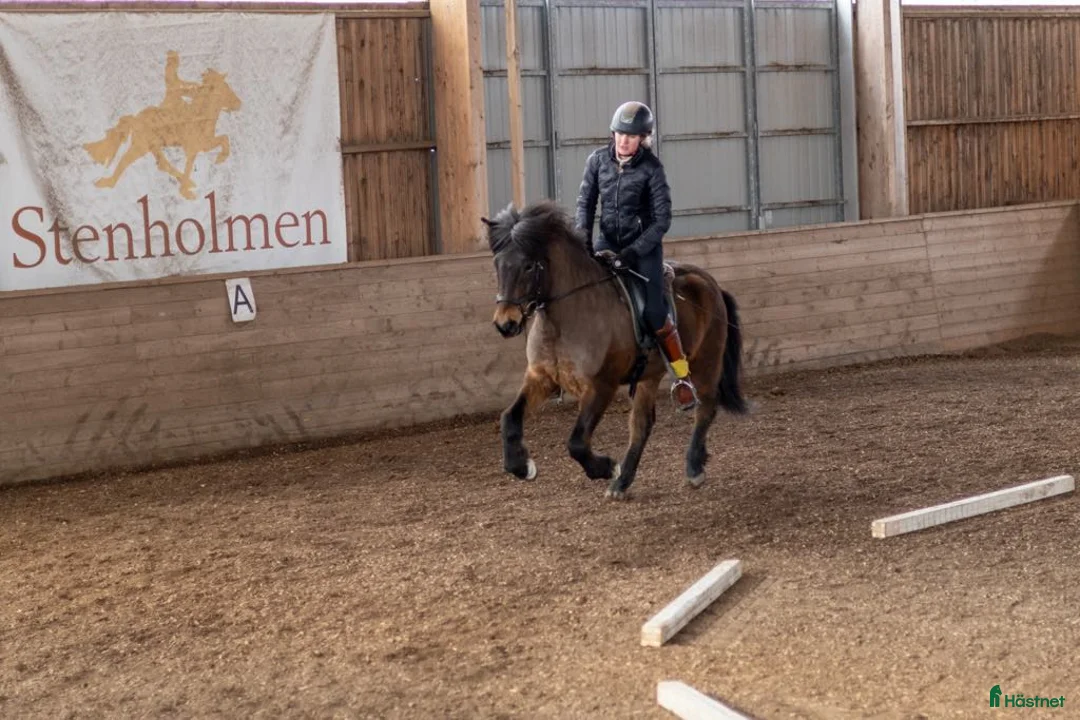 Island hästar till salu: Projekthäst - Annons 2