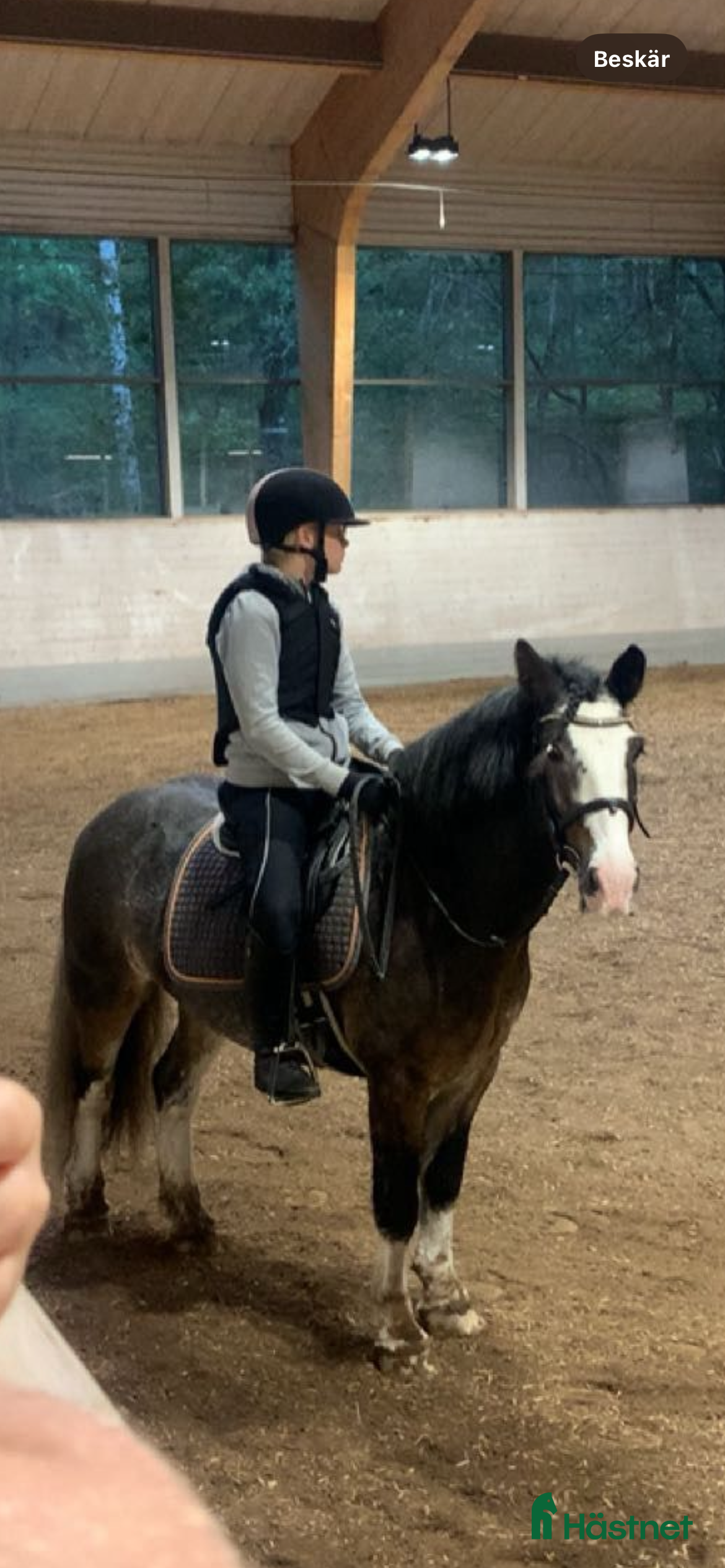  hästar Söker medryttarponny - Annons 8